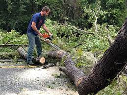 How Our Tree Care Process Works  in  Dinuba, CA