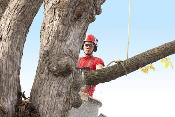 Trusted Dinuba, CA Tree Services Experts